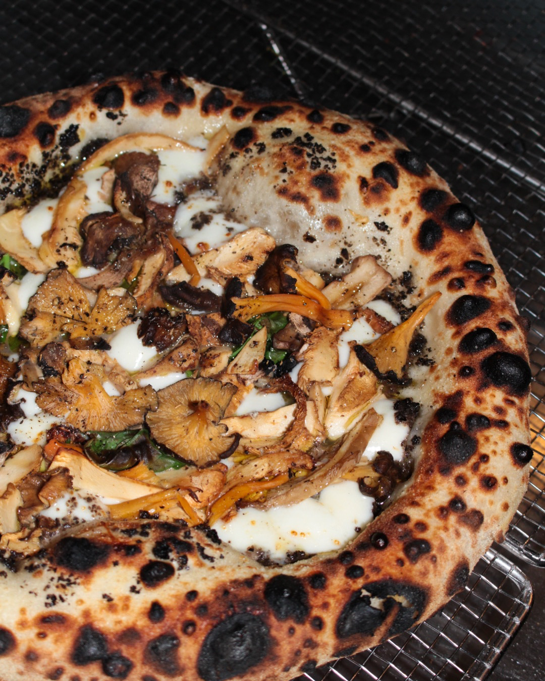 Tarantella X World of Fungus